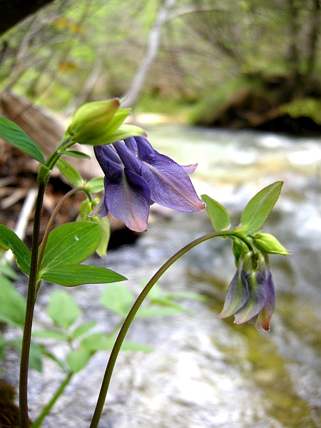 Aquilegia vulgaris / Aquilegia comune